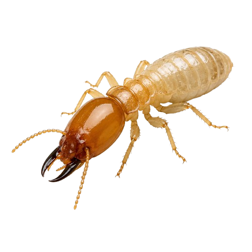 Termite Treatment