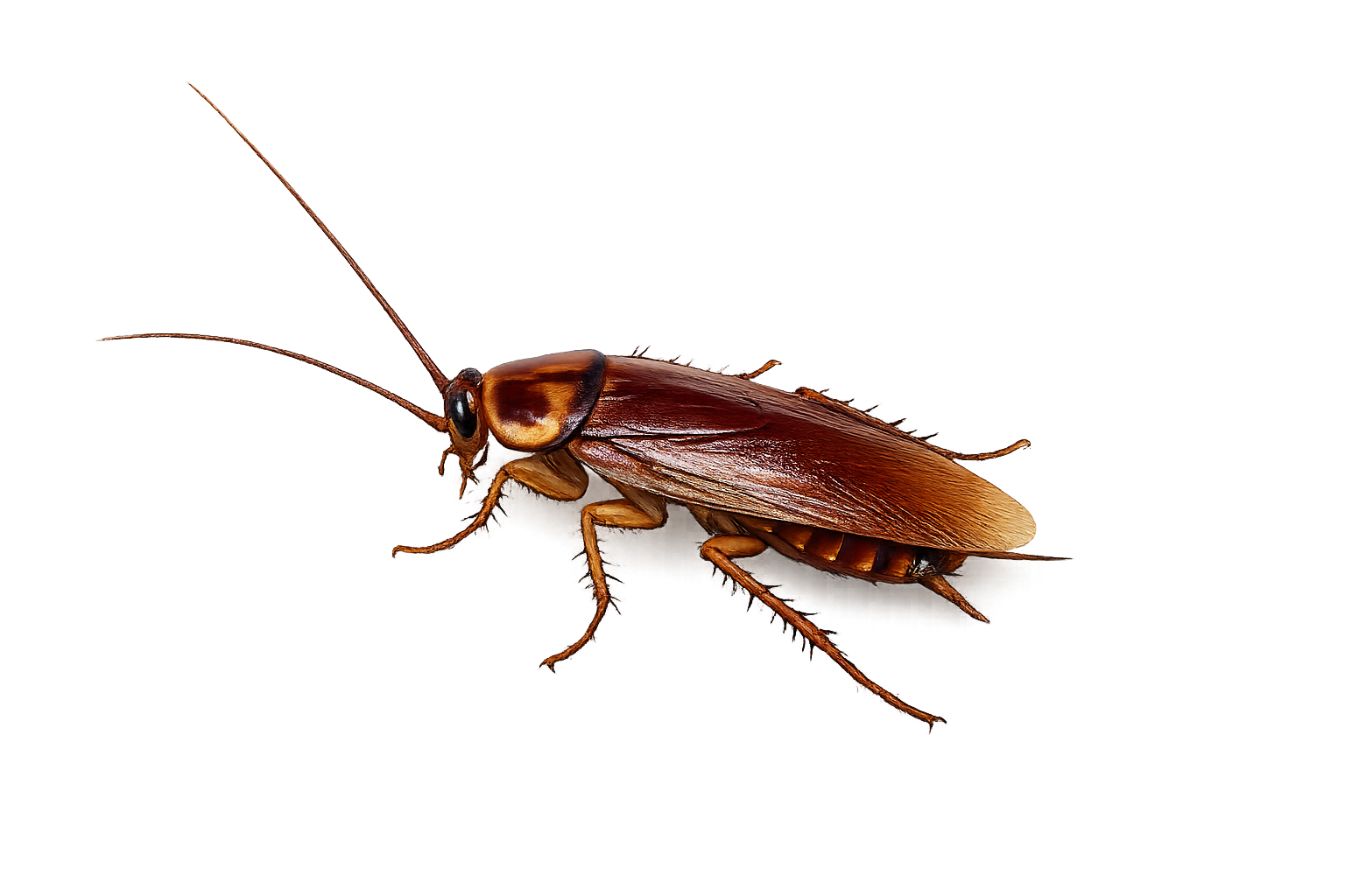 American Cockroach