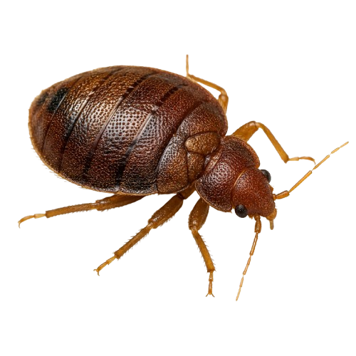 Bed Bug Treatment