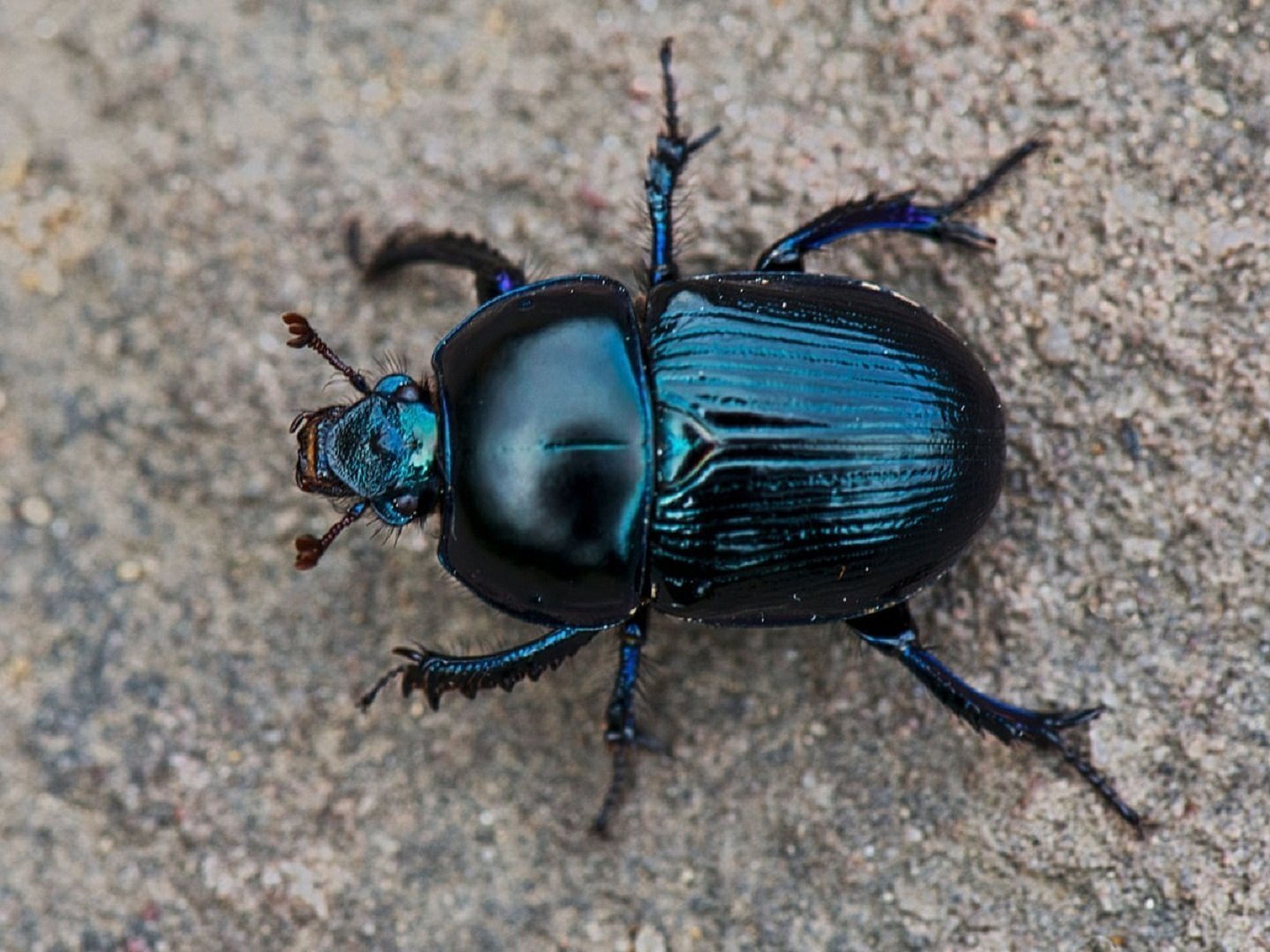 Beetles