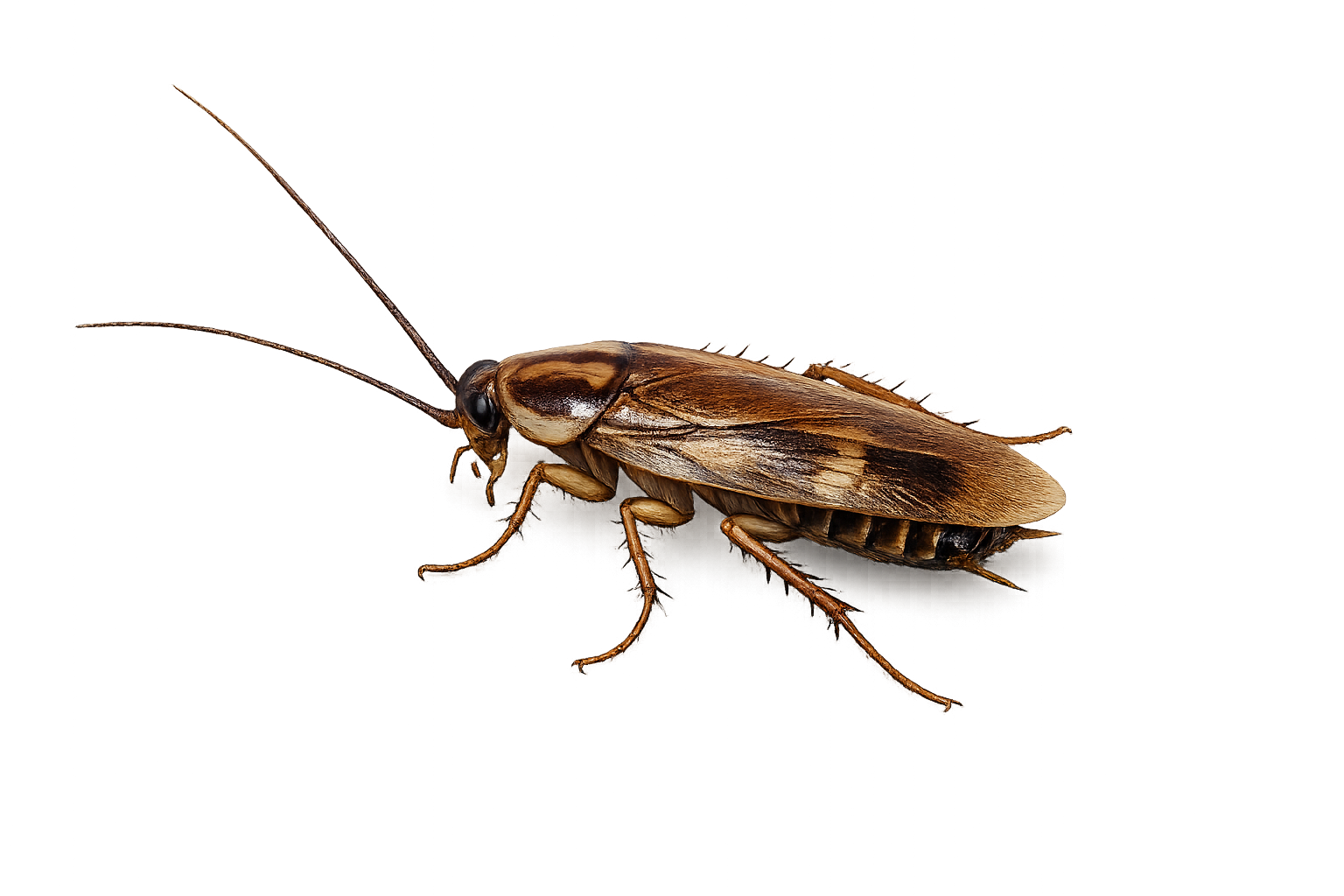 Brown-banded Cockroach