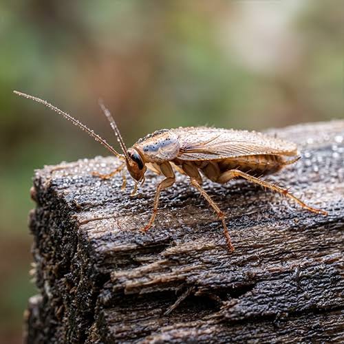 Small Crawling Insects