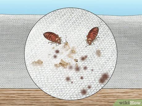 Dark Fecal Spots