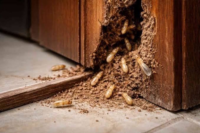 Door frames pest control