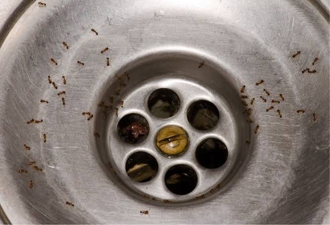 Drain areas pest control