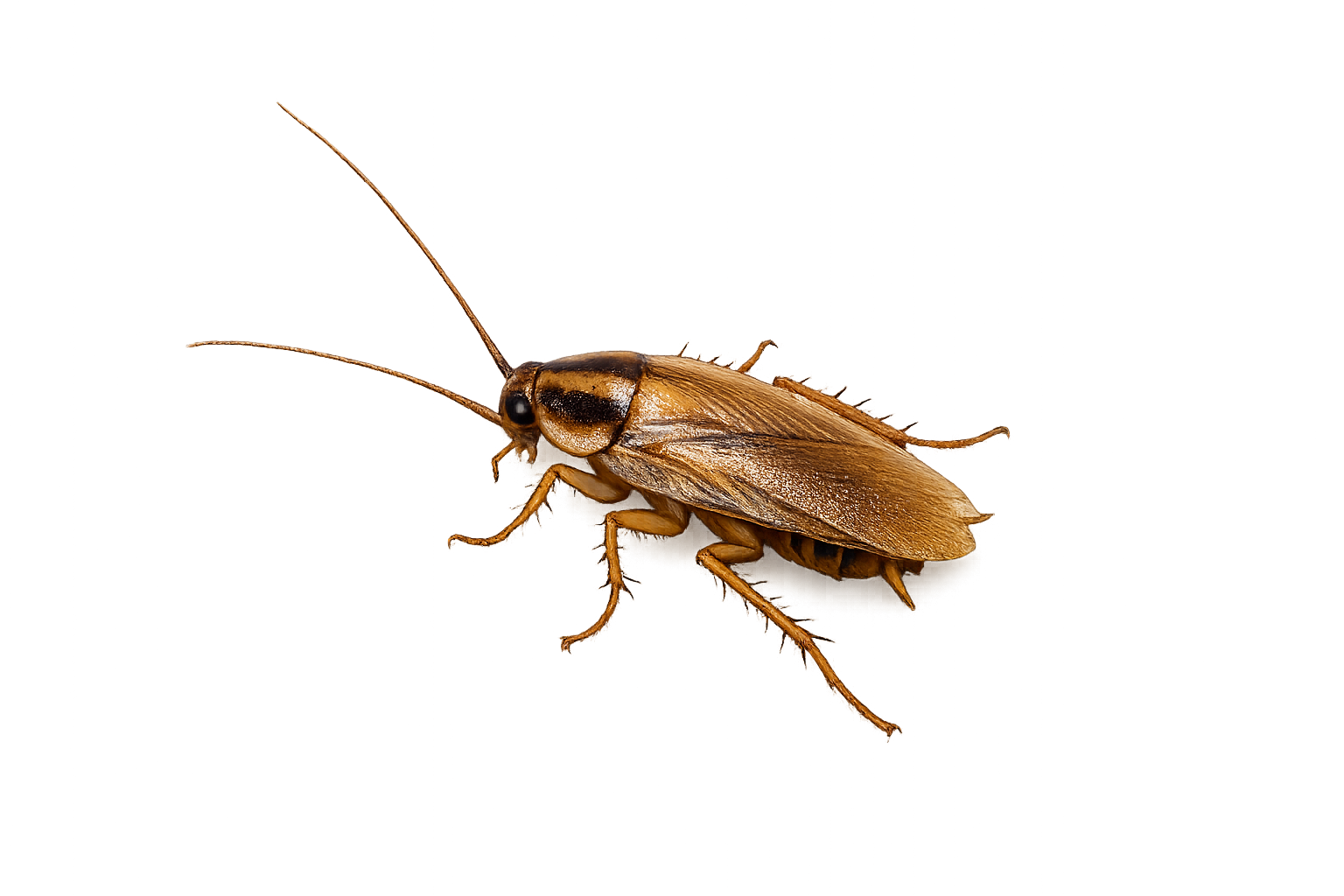 Cockroaches