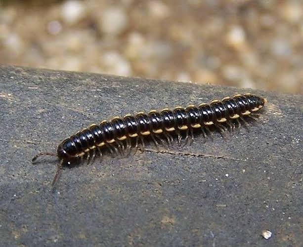 Millipedes