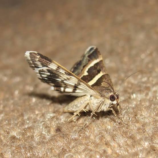 Moths