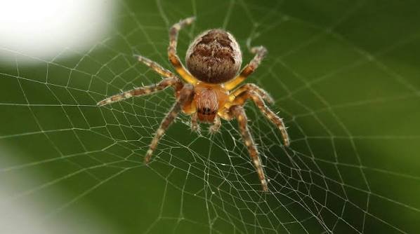 Spiders