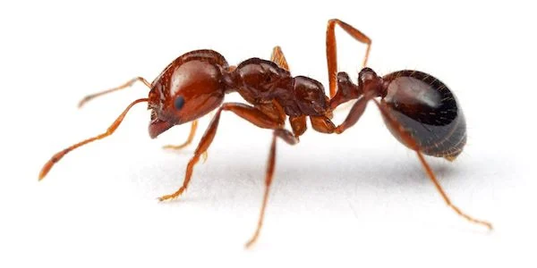 Ants