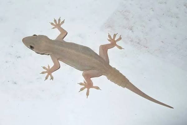 House Lizards
