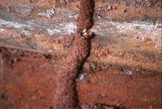 Mud Tubes on Walls