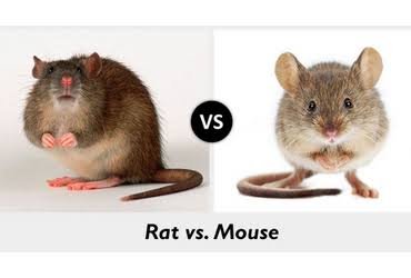 Rats vs Mice comparison