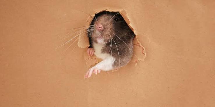 Burrows & Entry Holes