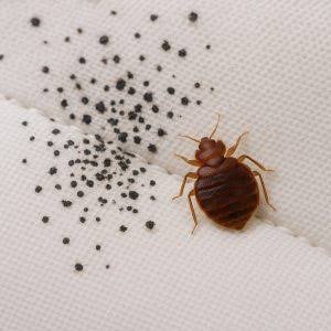 Small Blood Stains