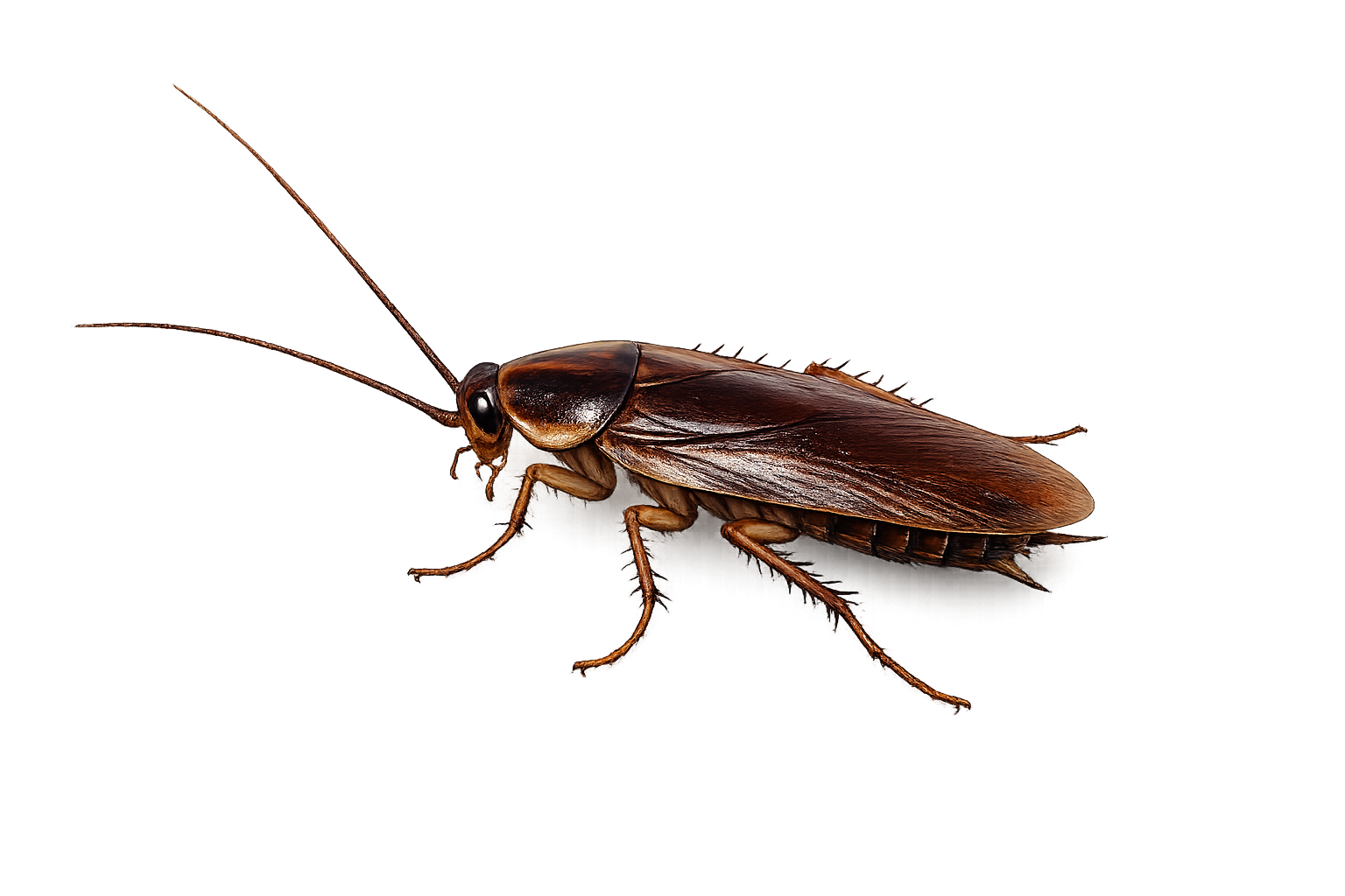Smoky Cockroach
