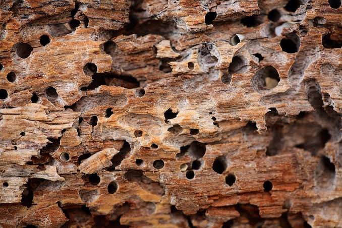 Hollow or Damaged Wood