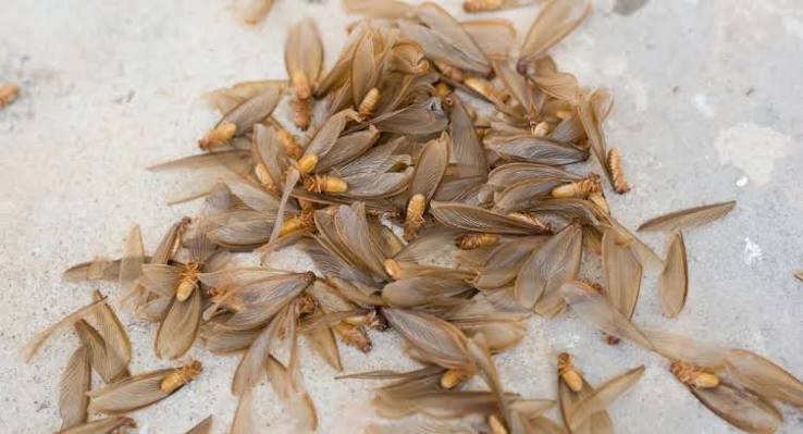 Discarded Termite Wings
