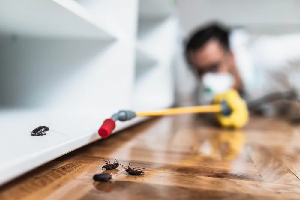 Pest control technician at work