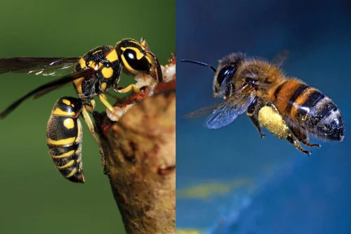 Wasps